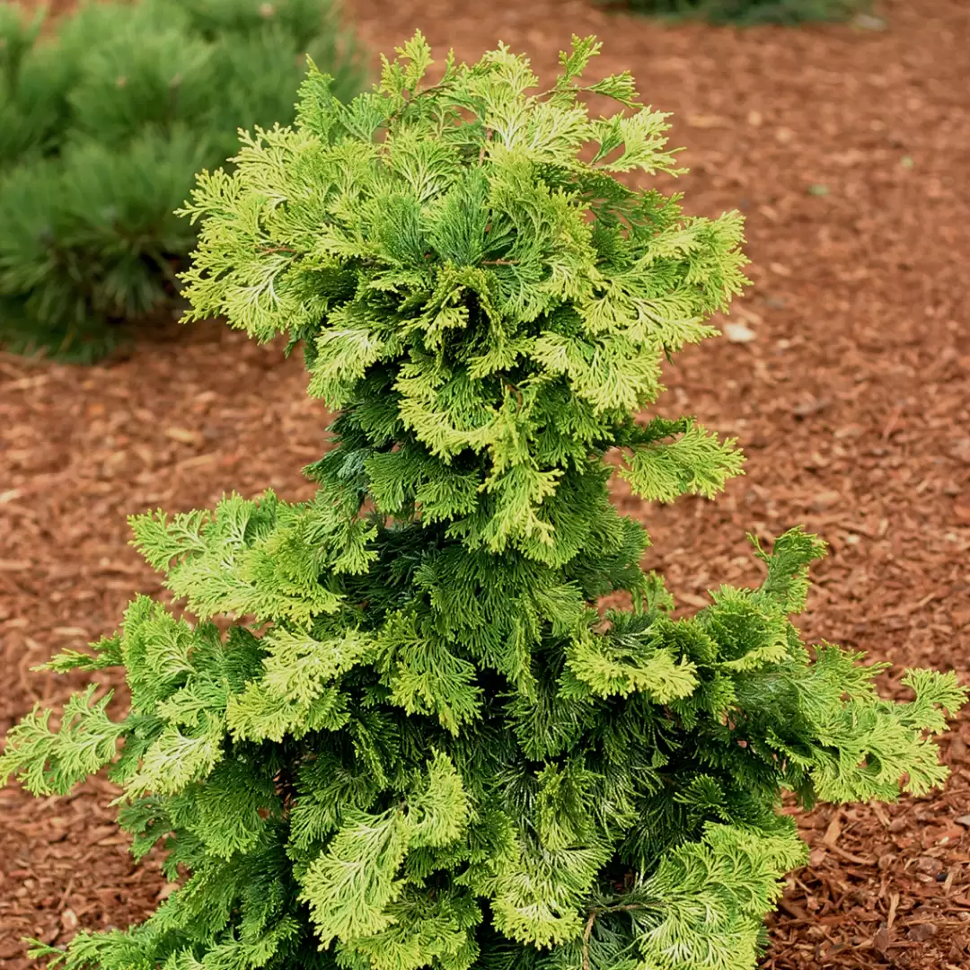 Young Chamaecyparis Confucius with fan-like lemon-yellow foliage in landscape